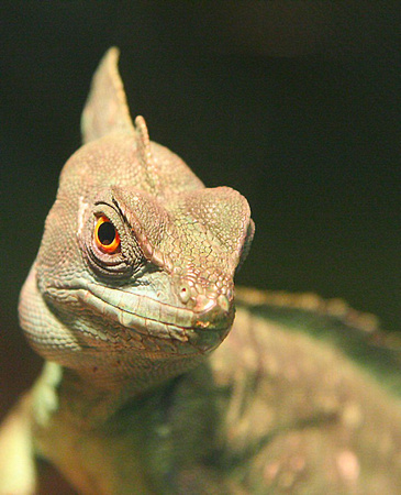 zoo lizard 3 21 2009.jpg