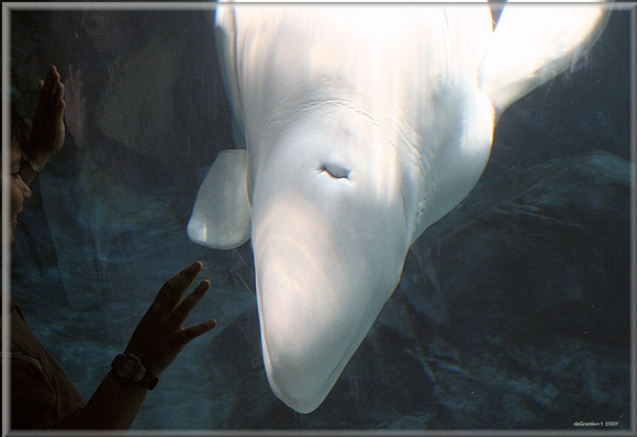 beluga whale 2.jpg